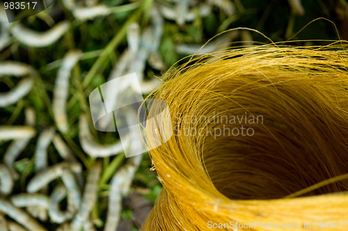 Image of Raw, unprocessed silk yarn with silk-worms in the background