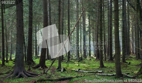 Image of Coniferous stand of Bialowieza Forest