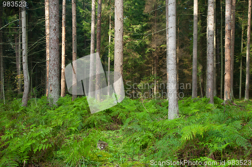 Image of Dead spruce trunks and ferns