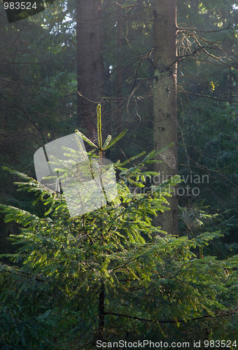 Image of Young spruce Picea abies illuminated