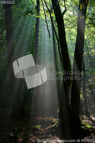 Image of Sunbeam entering rich deciduous forest