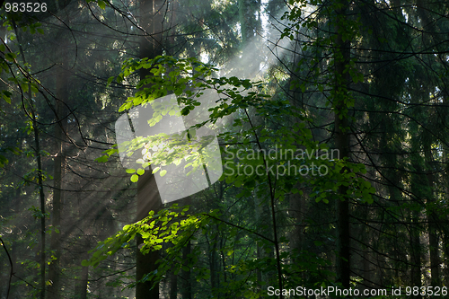 Image of Sunny morning in the forest