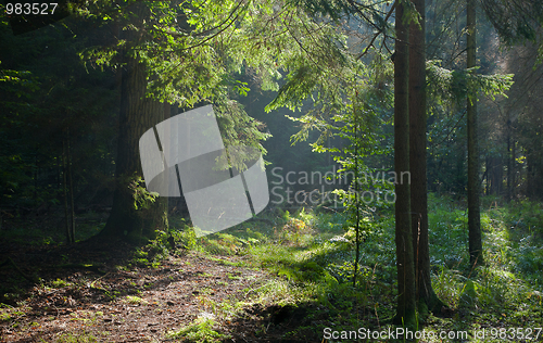 Image of Path crossing old forest illuminated