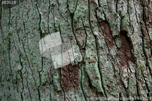 Image of Old oak tree bark texture closeup