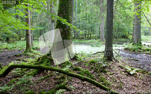 Image of Summer forest landscape with broken trees