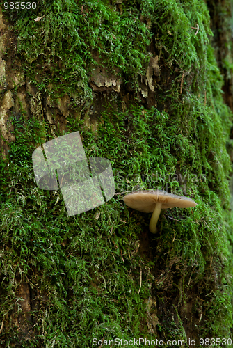 Image of Fungi against mossy background