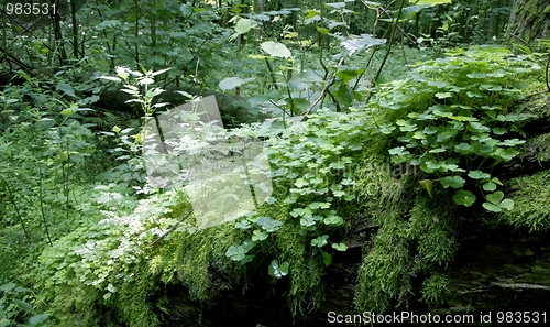 Image of Party declined stump moss wrapped with wood sorrel