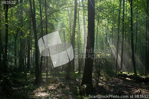 Image of Sunbeam entering hornbeam deciduous forest