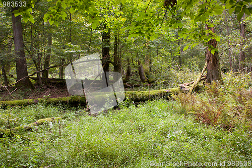 Image of Late summer deciduous stand with broken tree
