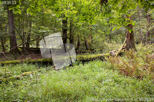 Image of Late summer deciduous stand with broken tree