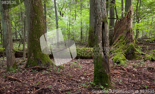 Image of Late summer forest landscape with old trees