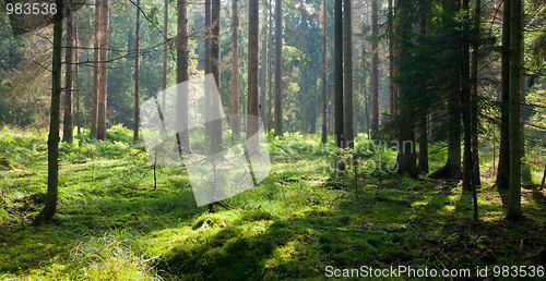 Image of Early autumn morning in the forest