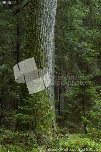 Image of Single old oak tree moss wrapped