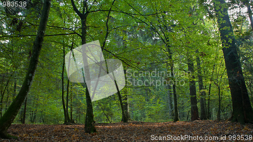 Image of Shady deciduous mainly hornbeam stand