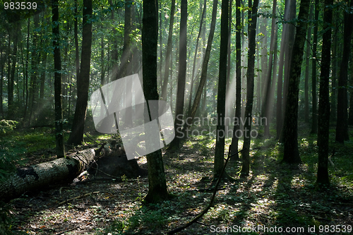 Image of Sunbeam entering hornbeam deciduous forest