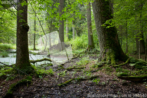 Image of Summer forest landscape with old trees and water