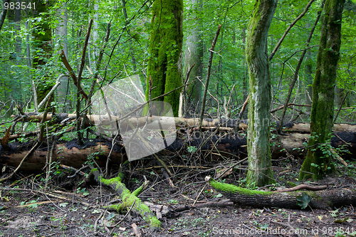 Image of Old broken spruce trees lying