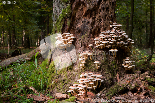 Image of Old tree trunk moss wrapped with lot of fungi