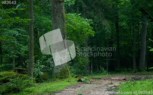 Image of Deciduous stand of Bialowieza Forest and ground road