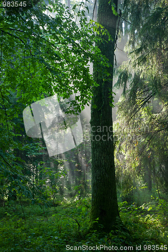 Image of Misty late summer coniferous stand of Bialowieza Forest