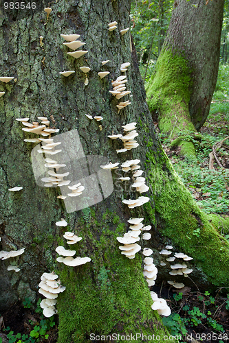Image of Spruce trunk with lots of white fungi