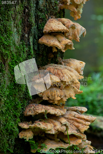 Image of Sulphur Shelf fungi