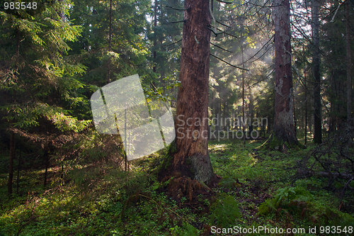 Image of Autumnal morning with sunbeams entering forest