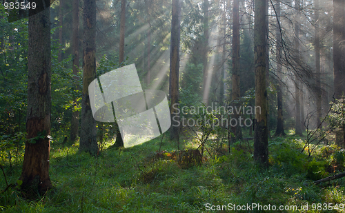 Image of Autumnal morning with sunbeams entering forest