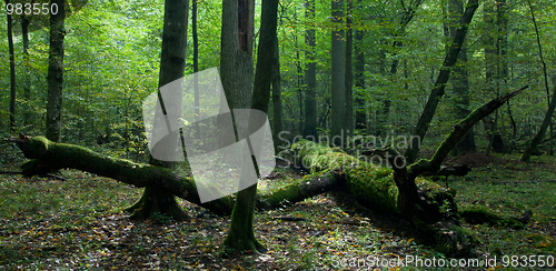 Image of Moss wrapped part of broken oak lying