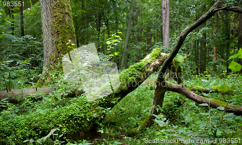 Image of Deciduous stand of Bialowieza Forest with dead trees