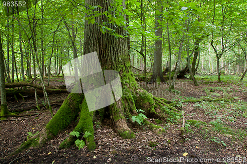 Image of Very old oak moss wrapped butt