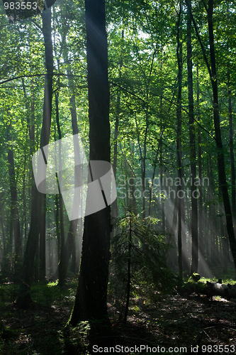 Image of Sunbeam entering hornbeam deciduous forest