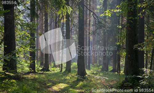 Image of Early autumn morning in the forest