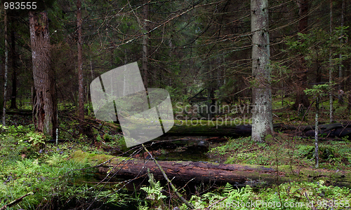 Image of Autumnal view of coniferous stand with little stream