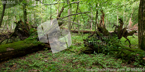 Image of Two broken old oak trees lying moss wrapped