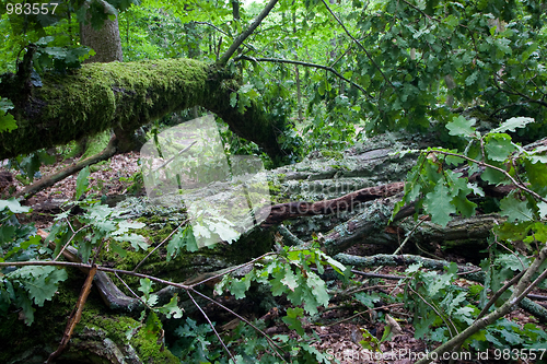 Image of Old oak tree broken