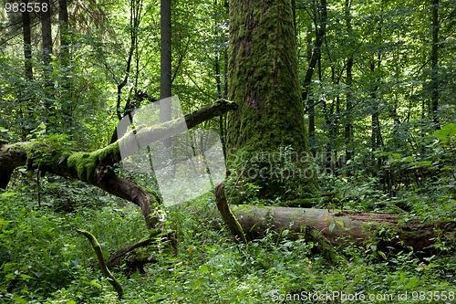 Image of Summertime deciduous stand of Bialowieza Forest with dead trees