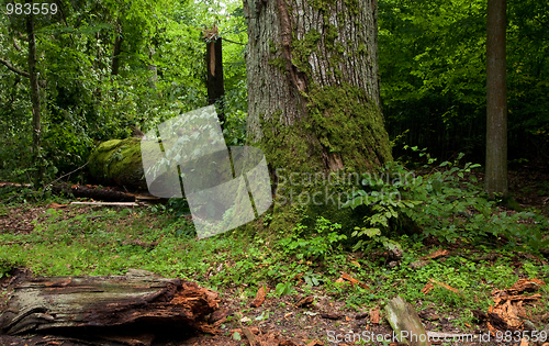 Image of Old moss wrapped oak tree