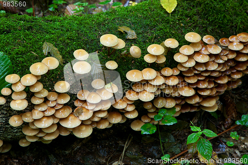 Image of Autumnal bunch of fungus