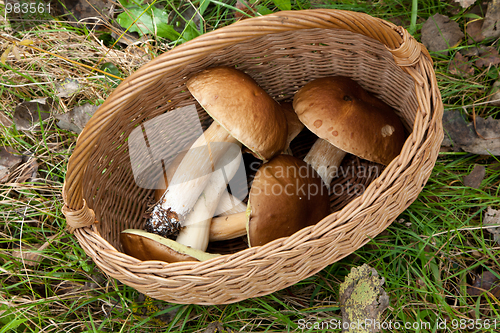 Image of Top view of basket with some edible mushrooms