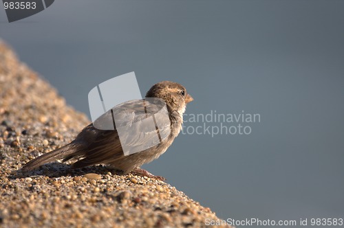 Image of sparrow three-quarter back