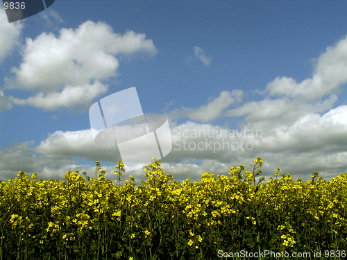 Image of Rapeseed Crop