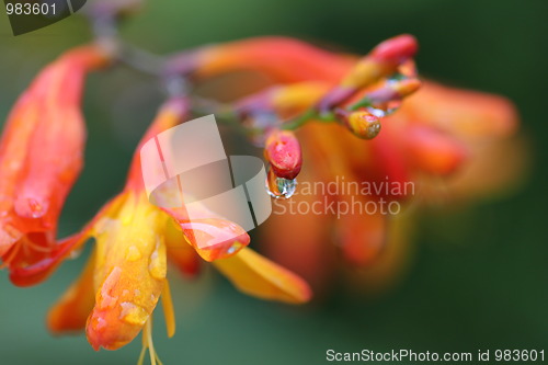 Image of Orange flower with drops