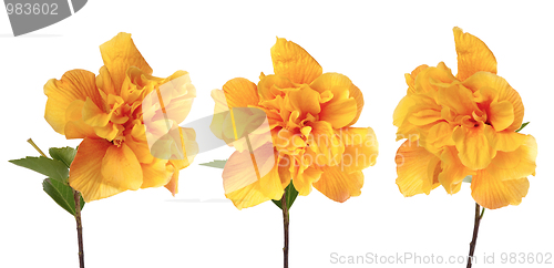 Image of Yellow hibiscus flowers