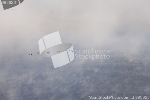 Image of geese flying in fog