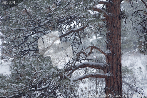 Image of pine tree in falling snow
