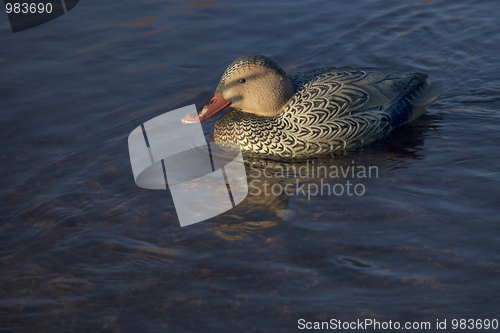 Image of duck decoy for waterfowl hunting
