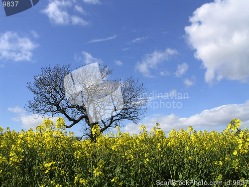 Image of Rapeseed and Tree