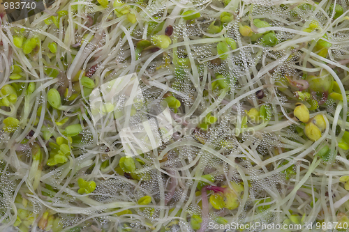 Image of broccoli, clover and radish sprouts