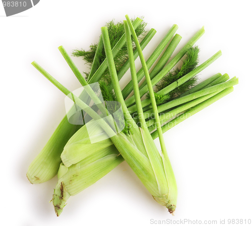 Image of Fennel fresh from the garden